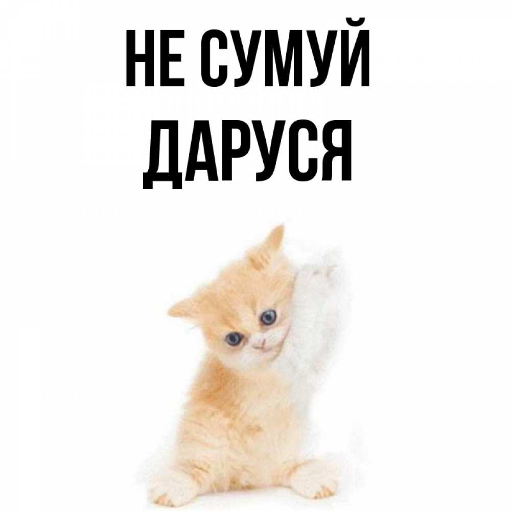 Открытка на каждый день з підписом, Даруся Не сумуй просящий кот Прикольна листівка з побажанням онлайн скачати безкоштовно 