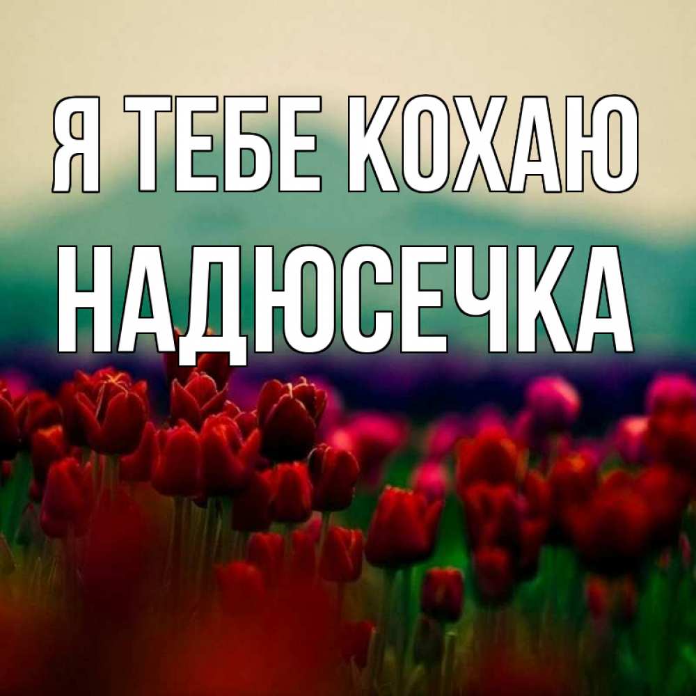 Открытка на каждый день з підписом, Надюсечка Я тебе кохаю тюльпаны 4 Прикольна листівка з побажанням онлайн скачати безкоштовно 