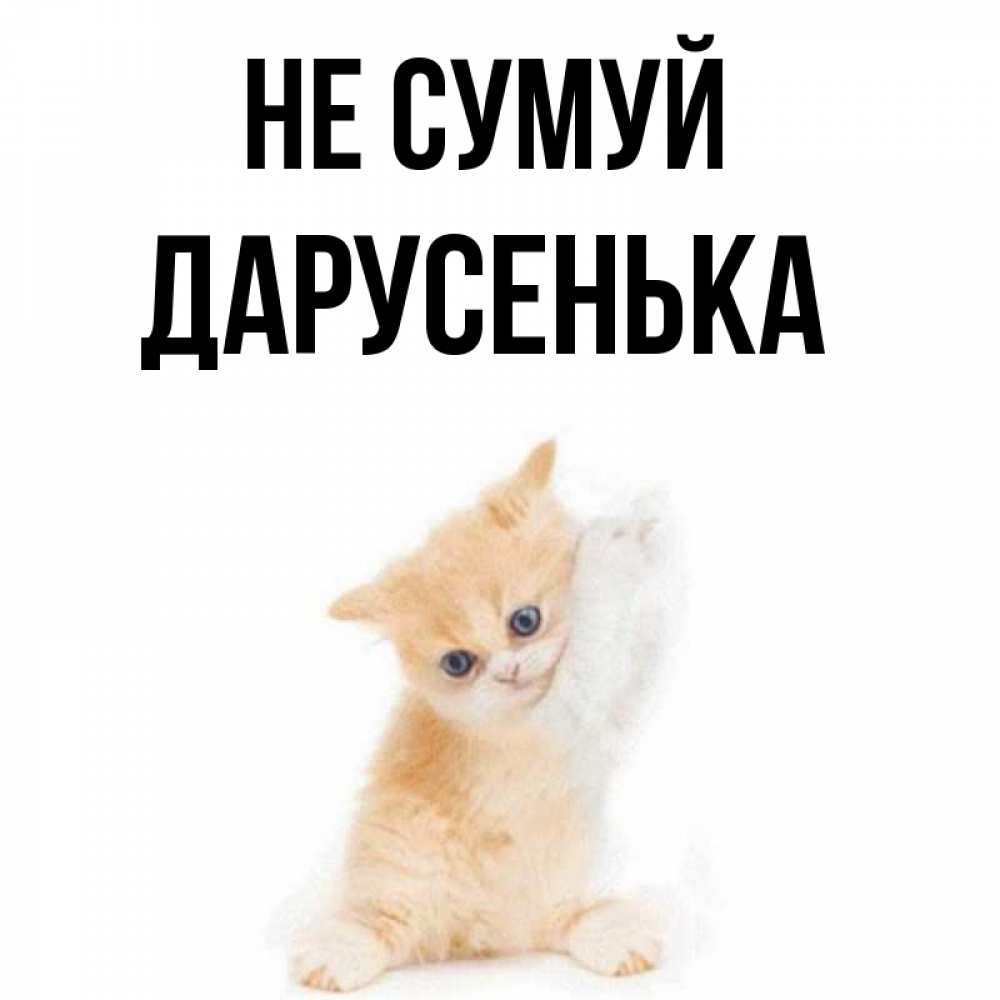 Открытка на каждый день з підписом, Дарусенька Не сумуй просящий кот Прикольна листівка з побажанням онлайн скачати безкоштовно 