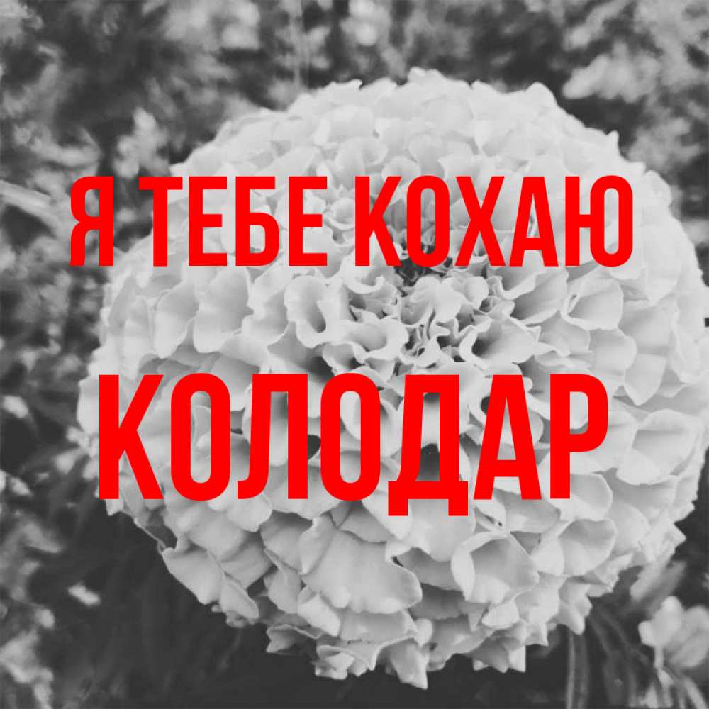 Открытка на каждый день з підписом, Колодар Я тебе кохаю подпись Прикольна листівка з побажанням онлайн скачати безкоштовно 