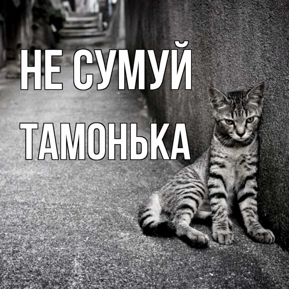 Открытка на каждый день з підписом, Тамонька Не сумуй скучающий котик Прикольна листівка з побажанням онлайн скачати безкоштовно 