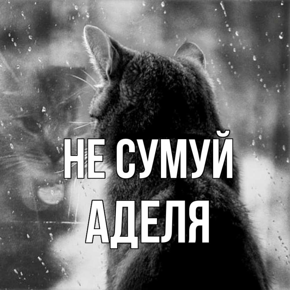 Открытка на каждый день з підписом, Аделя Не сумуй отражение кота 1 Прикольна листівка з побажанням онлайн скачати безкоштовно 