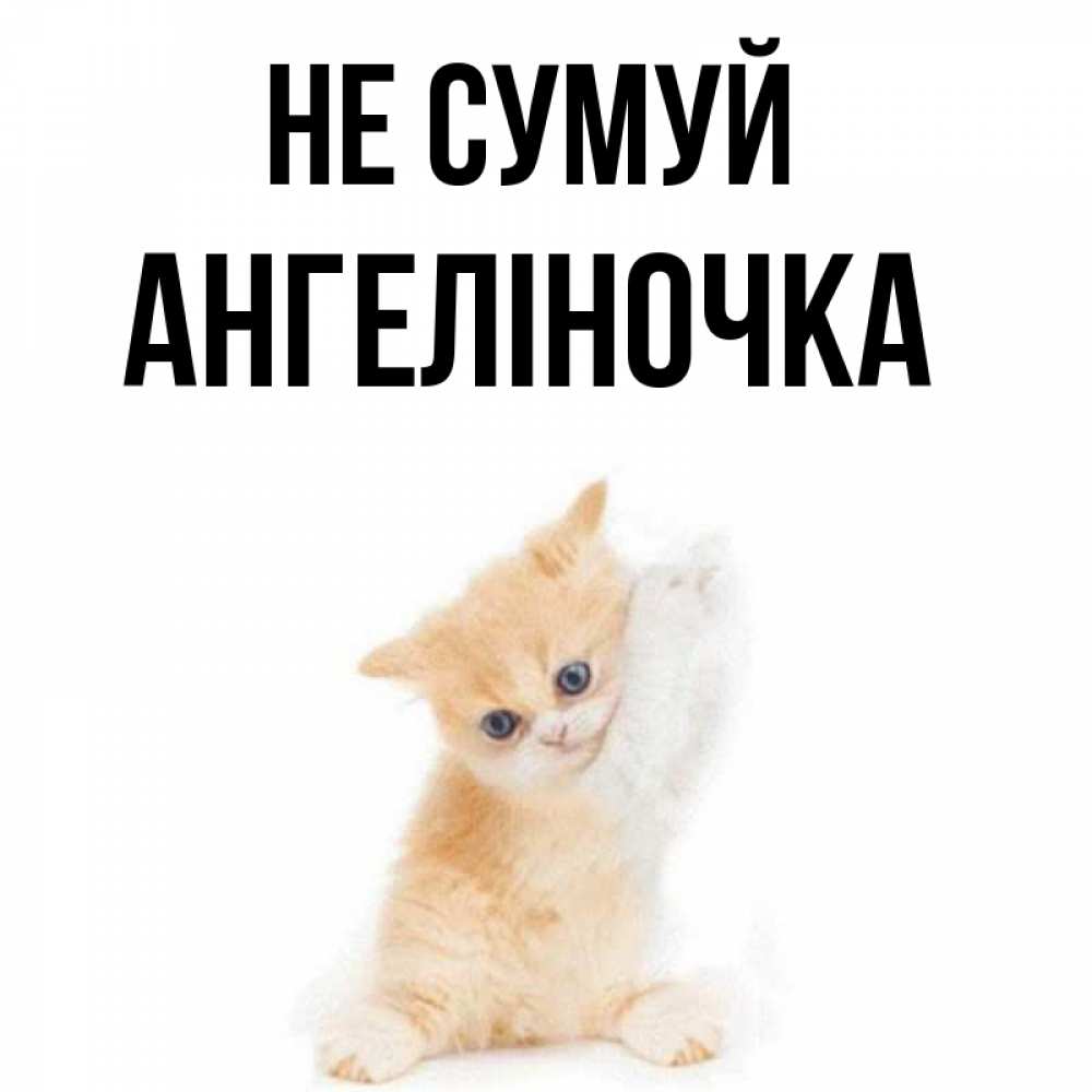 Открытка на каждый день з підписом, Ангеліночка Не сумуй просящий кот Прикольна листівка з побажанням онлайн скачати безкоштовно 