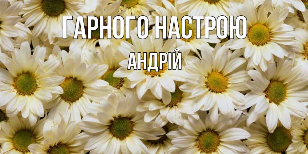 Открытка на каждый день з підписом, Андрій Гарного настрою крупные ромашки Прикольна листівка з побажанням онлайн скачати безкоштовно 