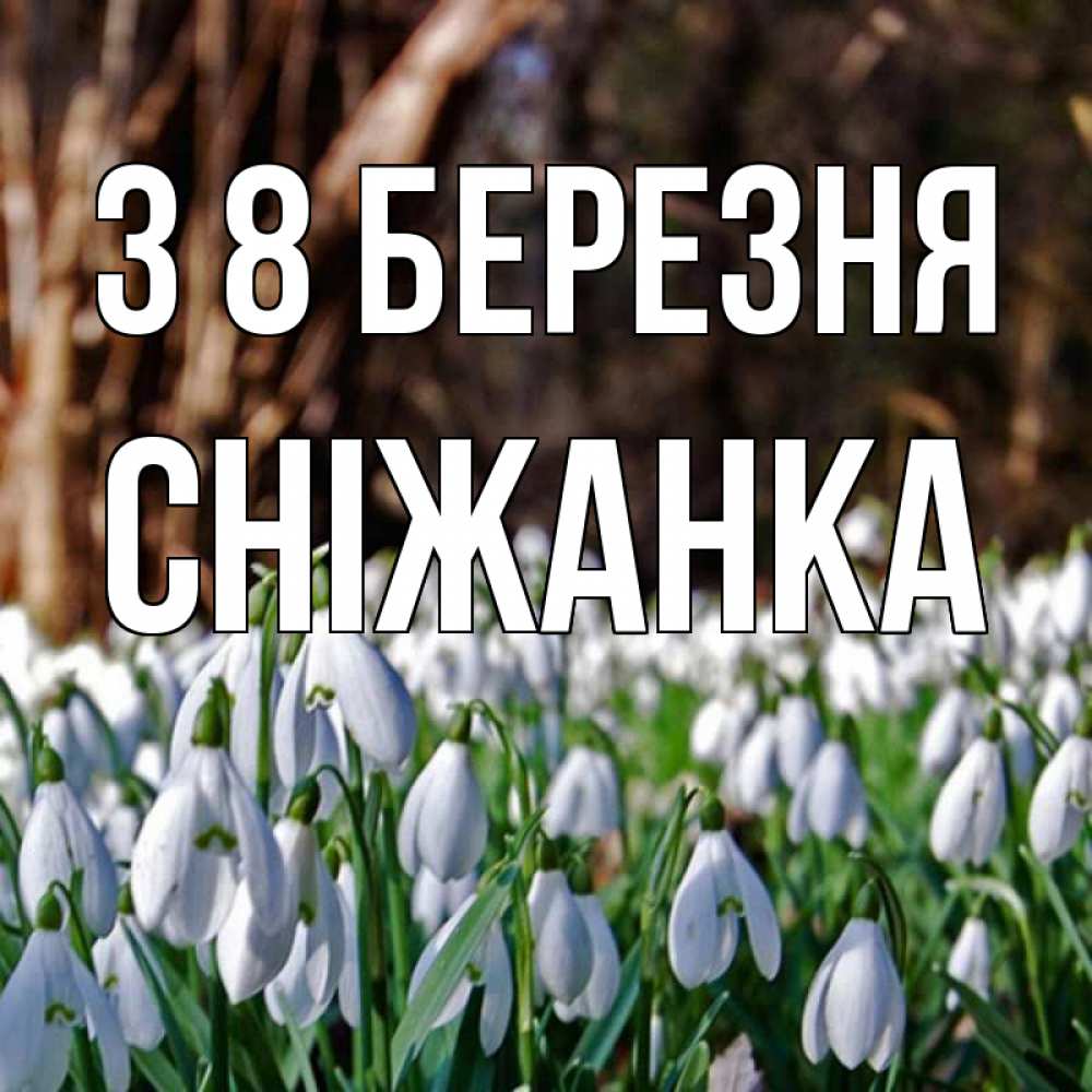 Открытка на каждый день з підписом, Сніжанка З 8 БЕРЕЗНЯ с подснежниками 1 Прикольна листівка з побажанням онлайн скачати безкоштовно 