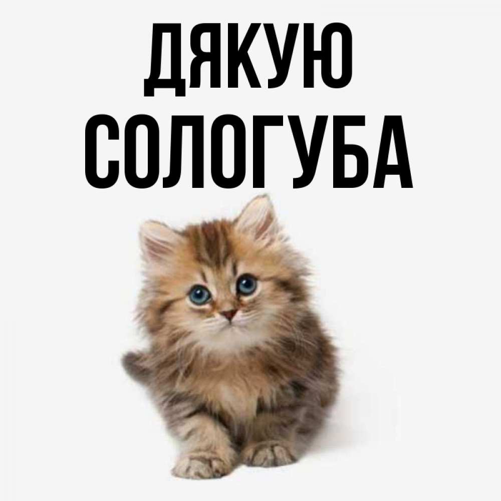 Открытка на каждый день з підписом, Сологуба Дякую пушистый котик Прикольна листівка з побажанням онлайн скачати безкоштовно 
