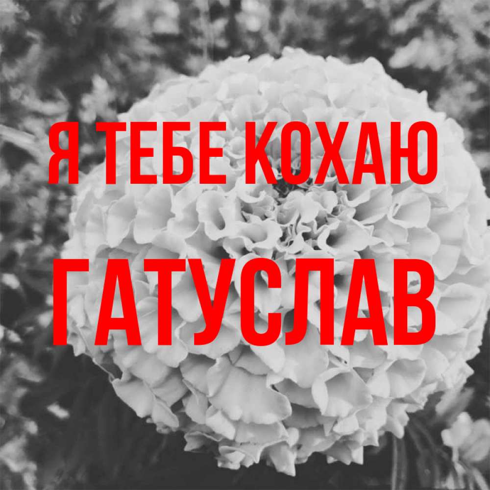 Открытка на каждый день з підписом, Гатуслав Я тебе кохаю подпись Прикольна листівка з побажанням онлайн скачати безкоштовно 