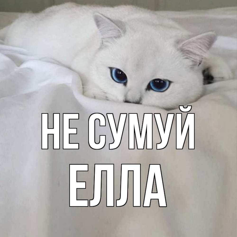 Открытка на каждый день з підписом, Елла Не сумуй белый кот с голубыми глазами на белоснежной кровати Прикольна листівка з побажанням онлайн скачати безкоштовно 
