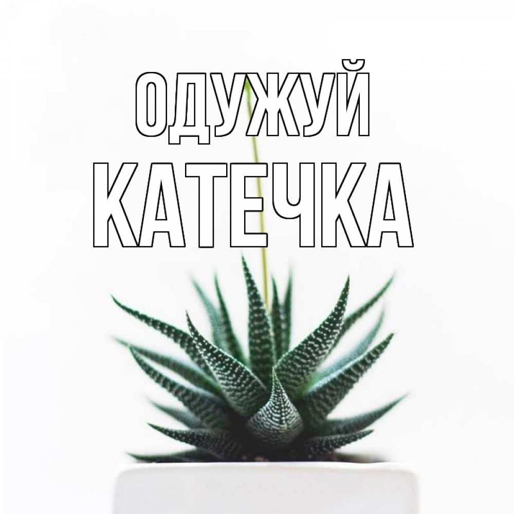 Открытка на каждый день з підписом, Катечка Одужуй короче это непонятная колючка Прикольна листівка з побажанням онлайн скачати безкоштовно 