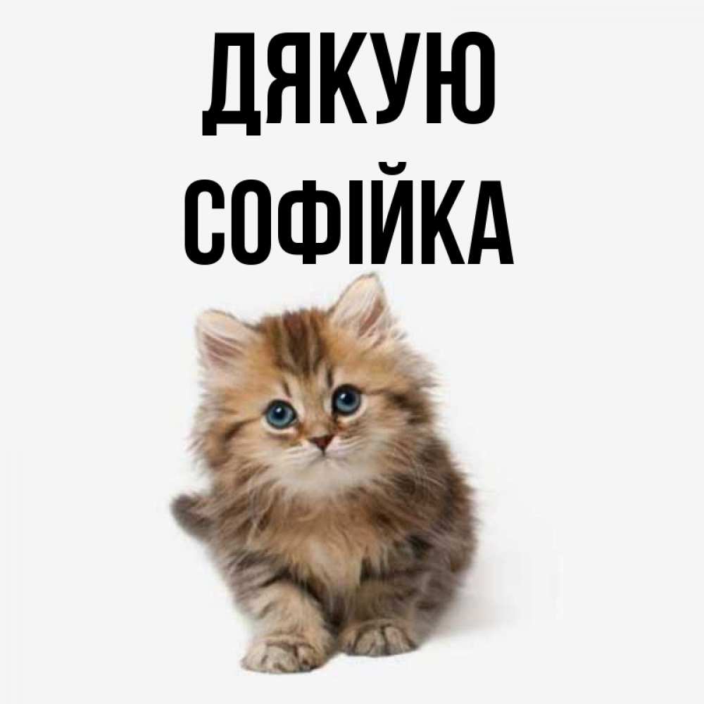 Открытка на каждый день з підписом, Софійка Дякую пушистый котик Прикольна листівка з побажанням онлайн скачати безкоштовно 