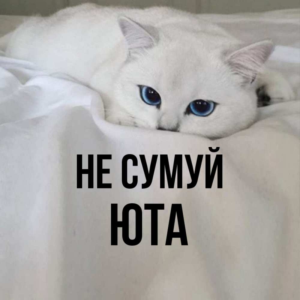 Открытка на каждый день з підписом, Юта Не сумуй Голубоглазая кошка Прикольна листівка з побажанням онлайн скачати безкоштовно 