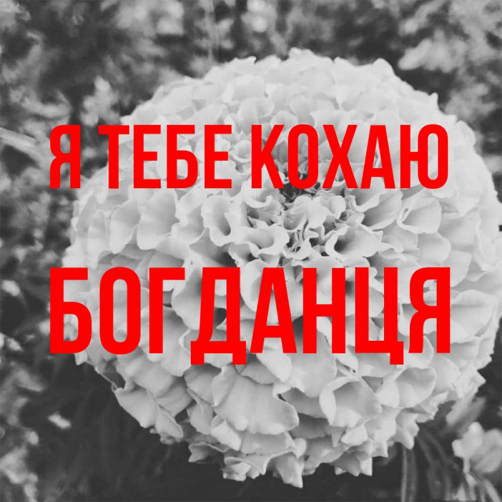 Открытка на каждый день з підписом, Богданця Я тебе кохаю подпись Прикольна листівка з побажанням онлайн скачати безкоштовно 
