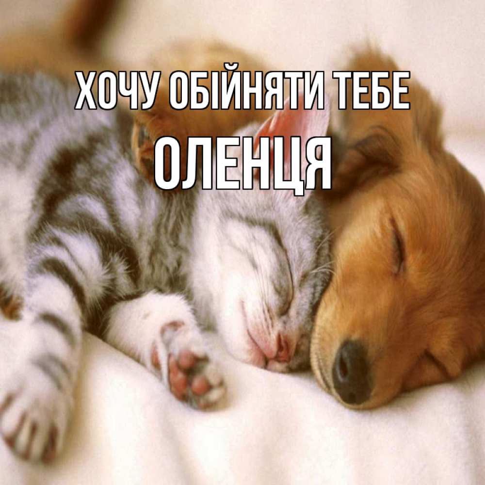 Открытка на каждый день з підписом, Оленця Хочу обійняти тебе пес и котенок Прикольна листівка з побажанням онлайн скачати безкоштовно 