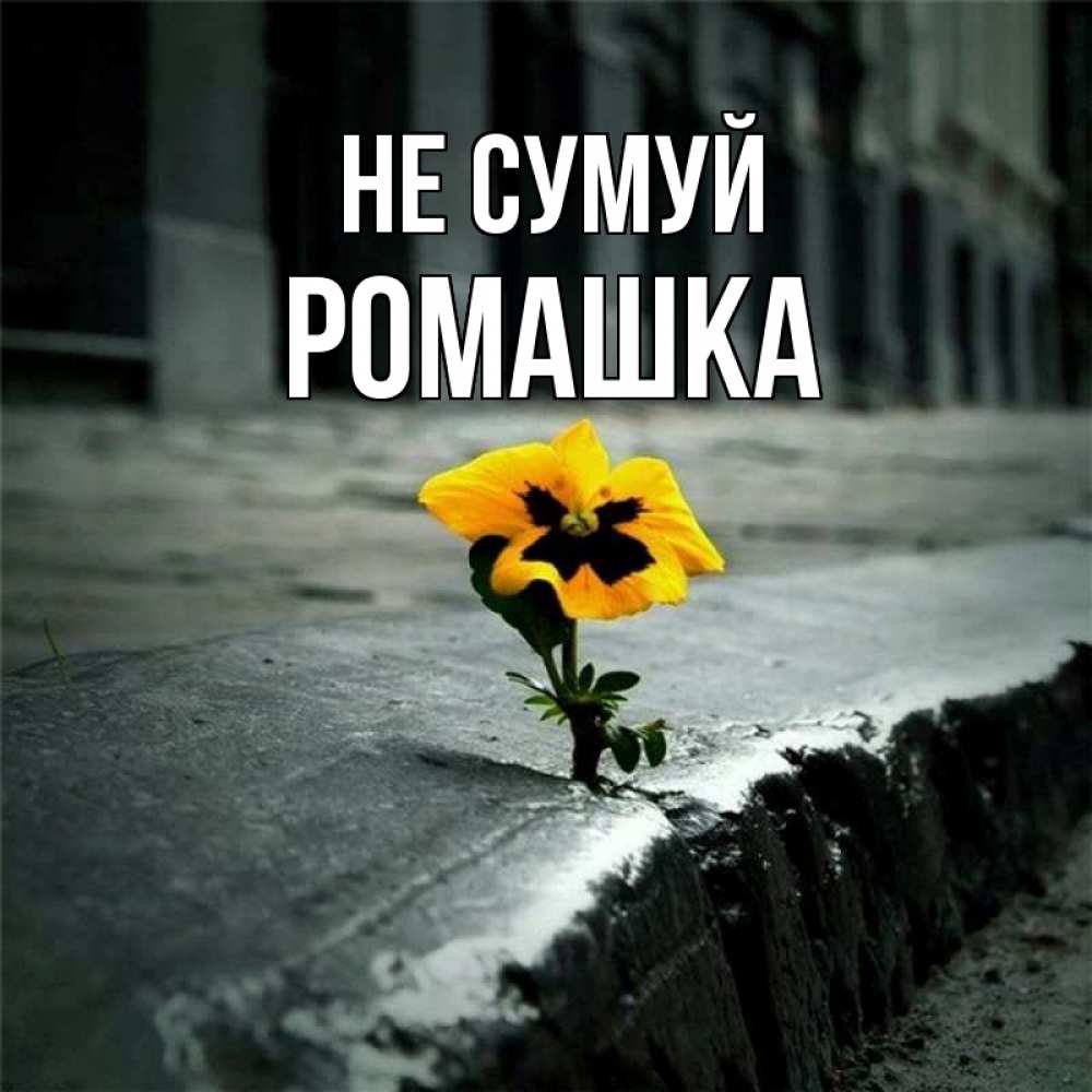 Открытка на каждый день з підписом, Ромашка Не сумуй не сдавайся Прикольна листівка з побажанням онлайн скачати безкоштовно 