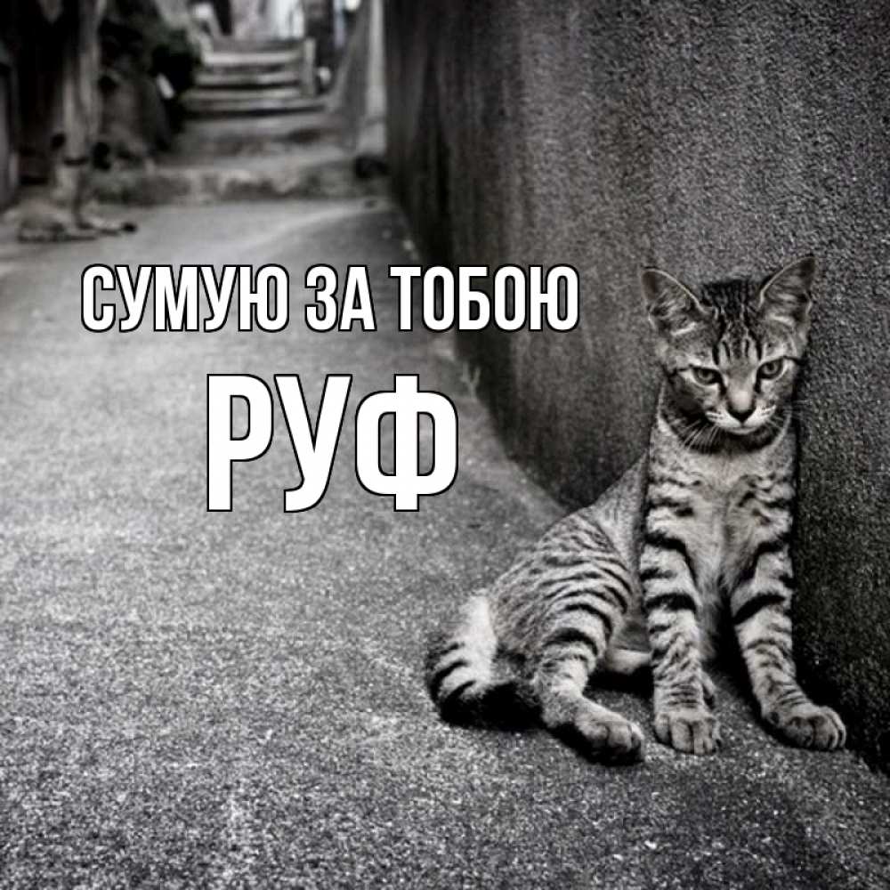 Открытка на каждый день з підписом, Руф Сумую за тобою одиноко котику Прикольна листівка з побажанням онлайн скачати безкоштовно 