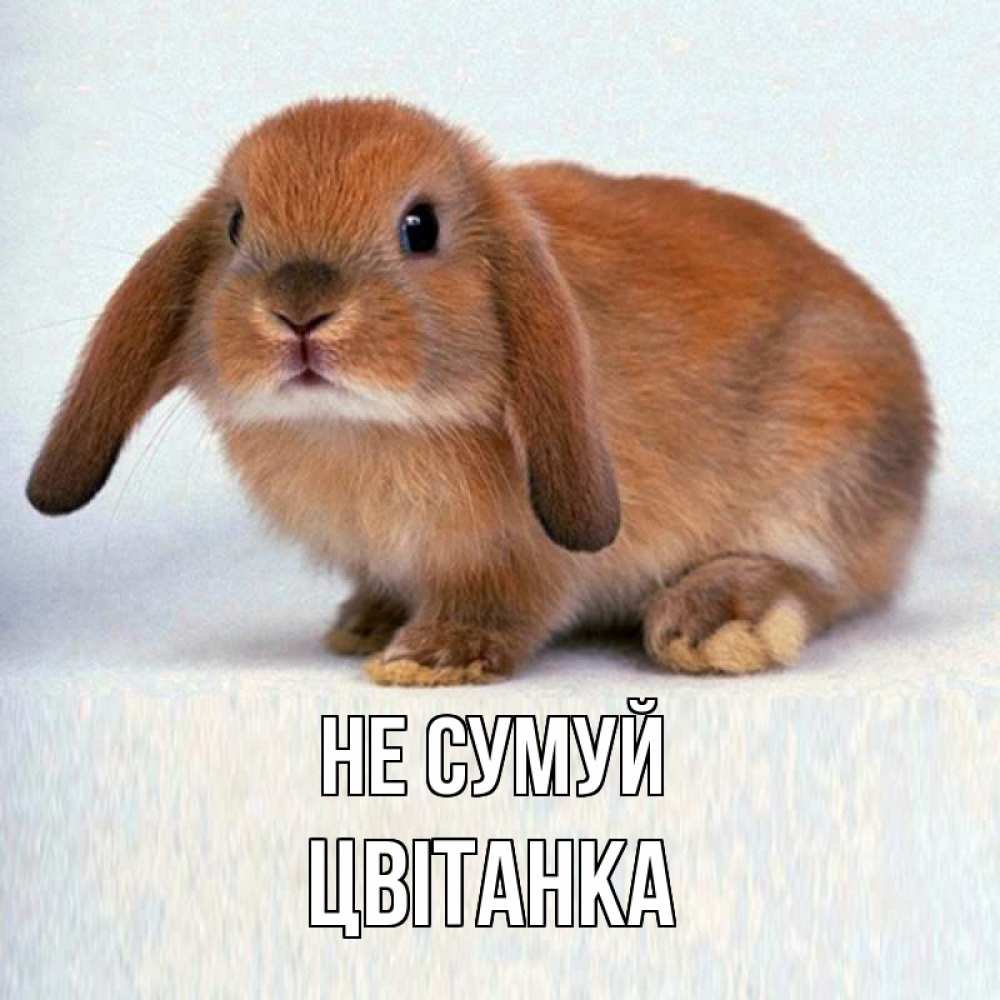 Открытка на каждый день з підписом, Цвітанка Не сумуй рыжий зая Прикольна листівка з побажанням онлайн скачати безкоштовно 