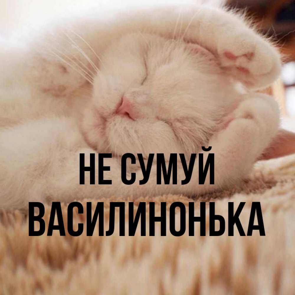 Открытка на каждый день з підписом, Василинонька Не сумуй Котенок спит Прикольна листівка з побажанням онлайн скачати безкоштовно 