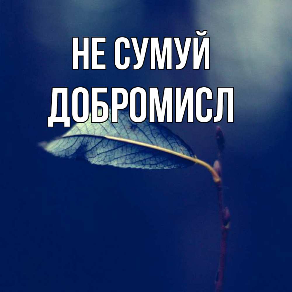 Открытка на каждый день з підписом, Добромисл Не сумуй растение Прикольна листівка з побажанням онлайн скачати безкоштовно 