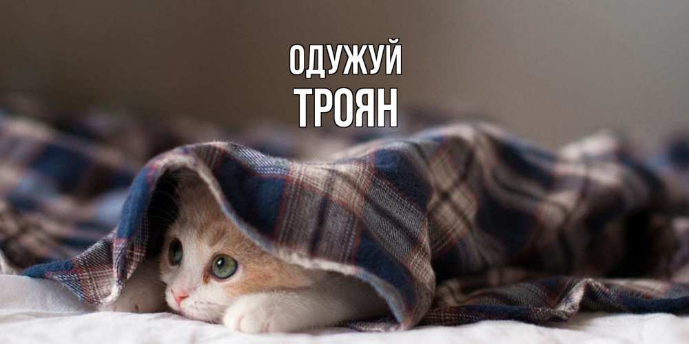 Открытка на каждый день з підписом, Троян Одужуй не болейте с котиком Прикольна листівка з побажанням онлайн скачати безкоштовно 
