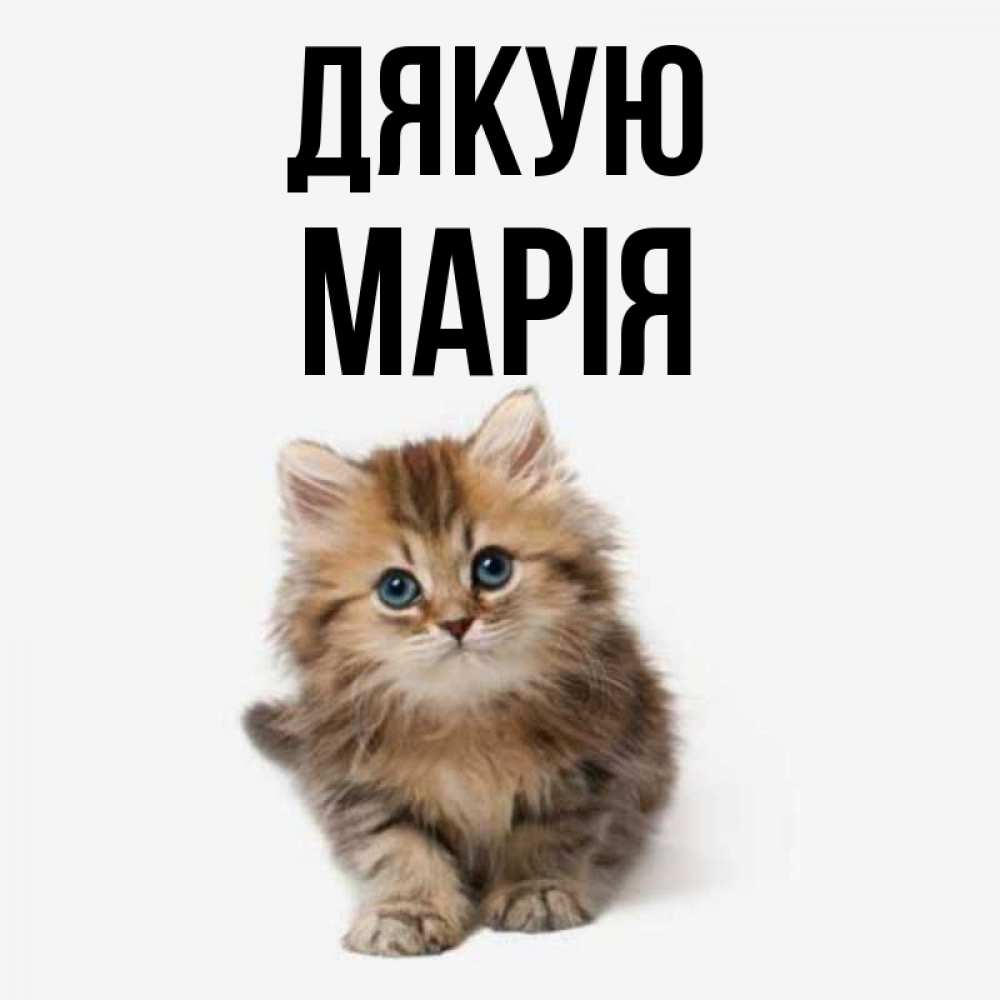 Открытка на каждый день з підписом, Марія Дякую пушистый котик Прикольна листівка з побажанням онлайн скачати безкоштовно 