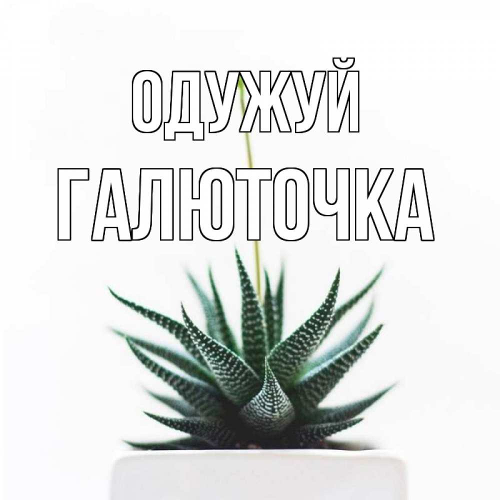 Открытка на каждый день з підписом, Галюточка Одужуй короче это непонятная колючка Прикольна листівка з побажанням онлайн скачати безкоштовно 