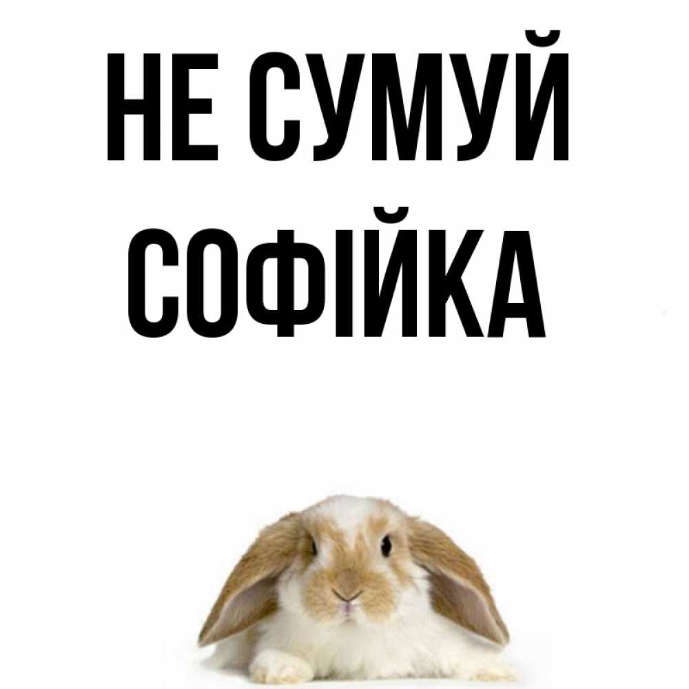 Открытка на каждый день з підписом, Софійка Не сумуй коричнево белый заяц с большими ушками Прикольна листівка з побажанням онлайн скачати безкоштовно 