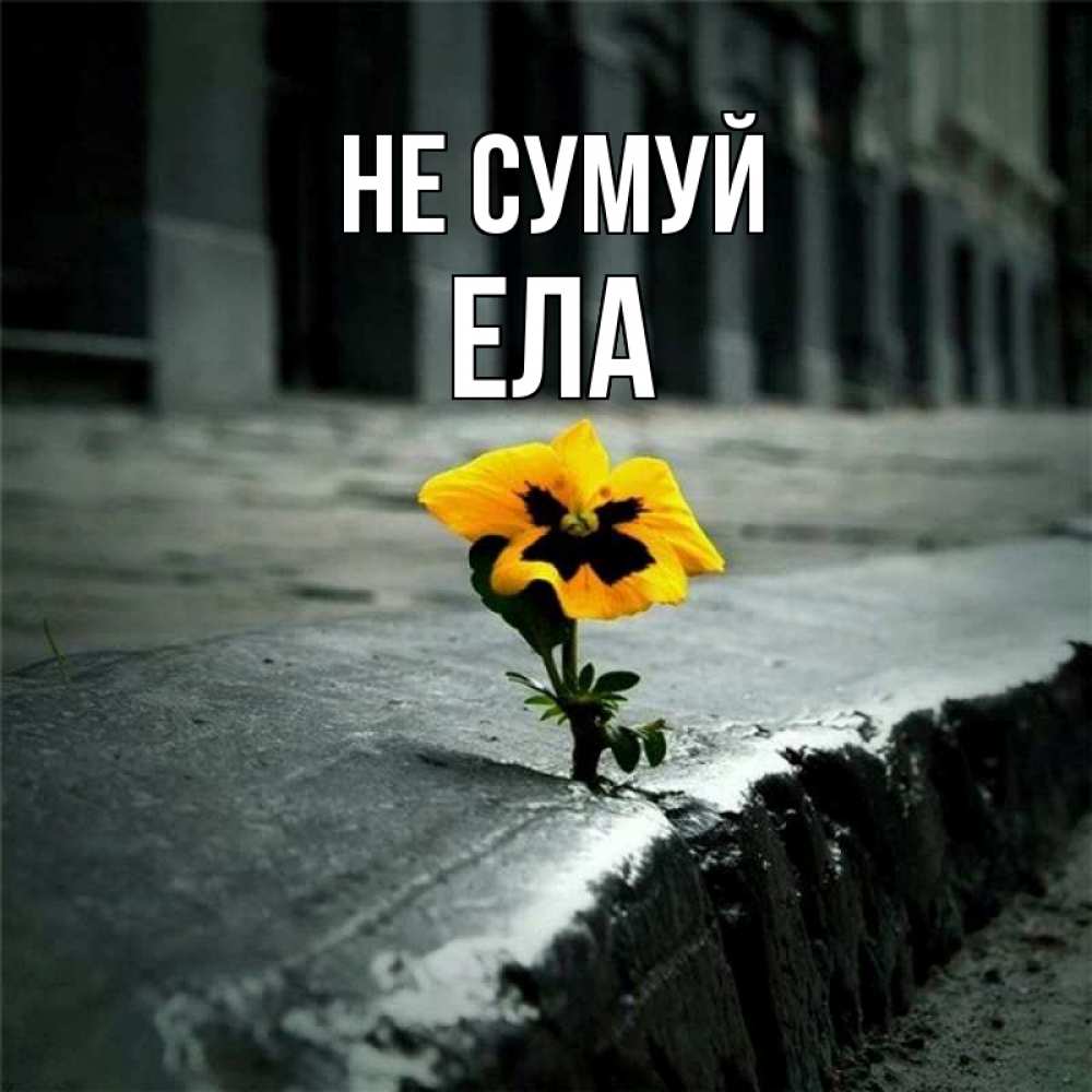 Открытка на каждый день з підписом, Ела Не сумуй не сдавайся Прикольна листівка з побажанням онлайн скачати безкоштовно 