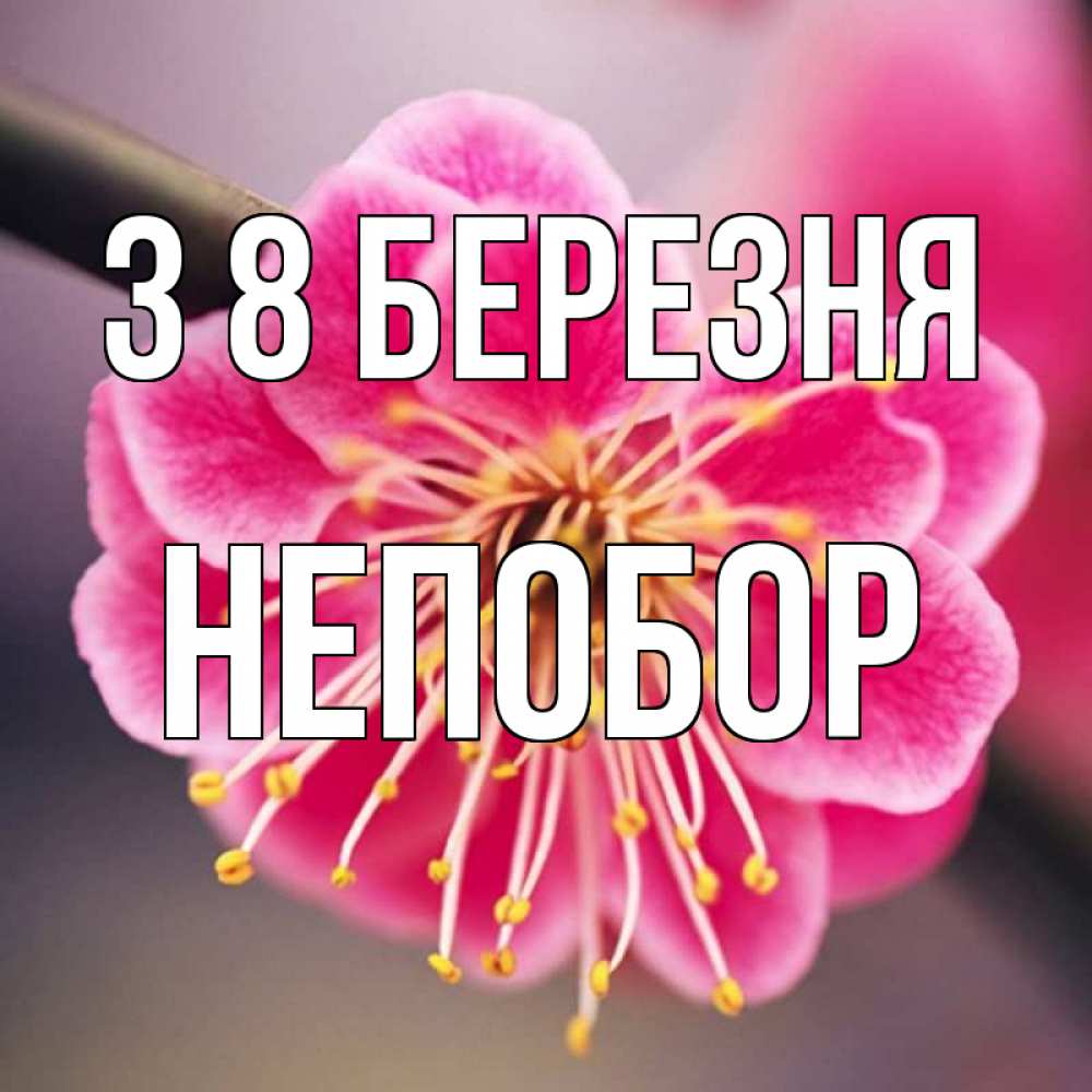 Открытка на каждый день з підписом, Непобор З 8 БЕРЕЗНЯ цветы Прикольна листівка з побажанням онлайн скачати безкоштовно 