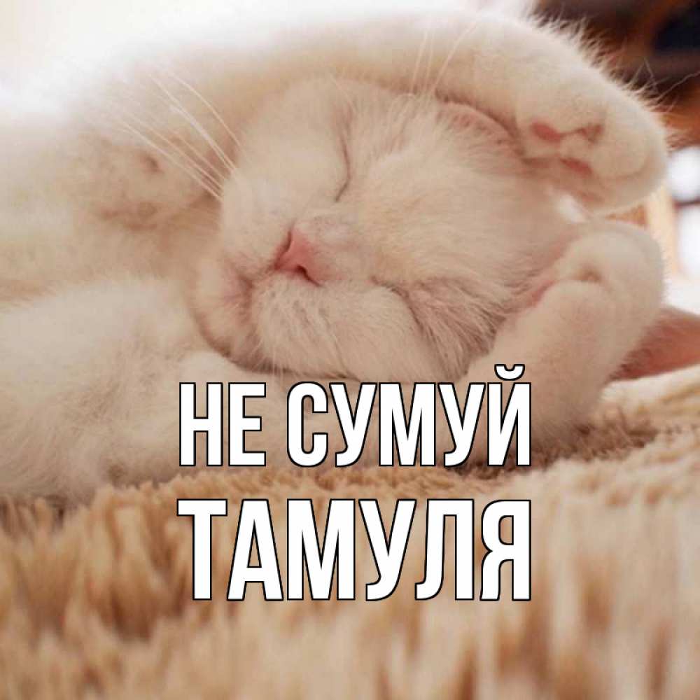 Открытка на каждый день з підписом, Тамуля Не сумуй белый кот Прикольна листівка з побажанням онлайн скачати безкоштовно 
