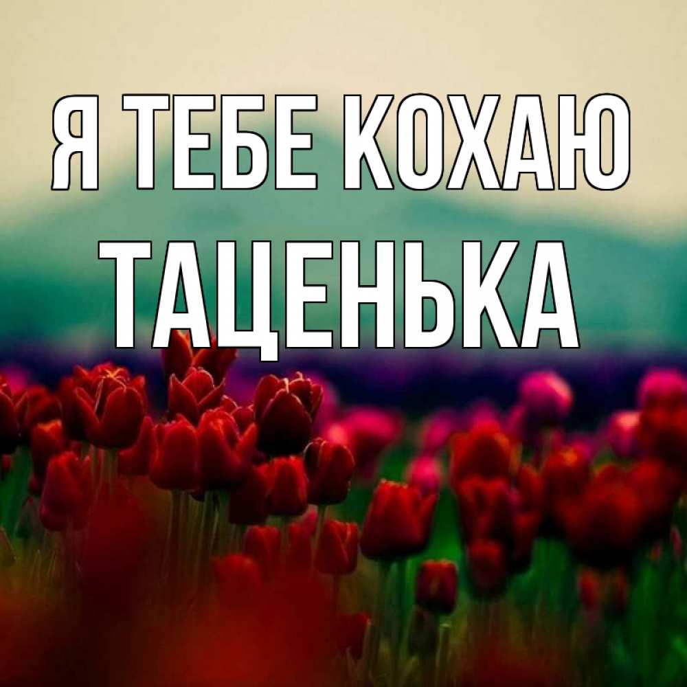 Открытка на каждый день з підписом, Таценька Я тебе кохаю тюльпаны 4 Прикольна листівка з побажанням онлайн скачати безкоштовно 
