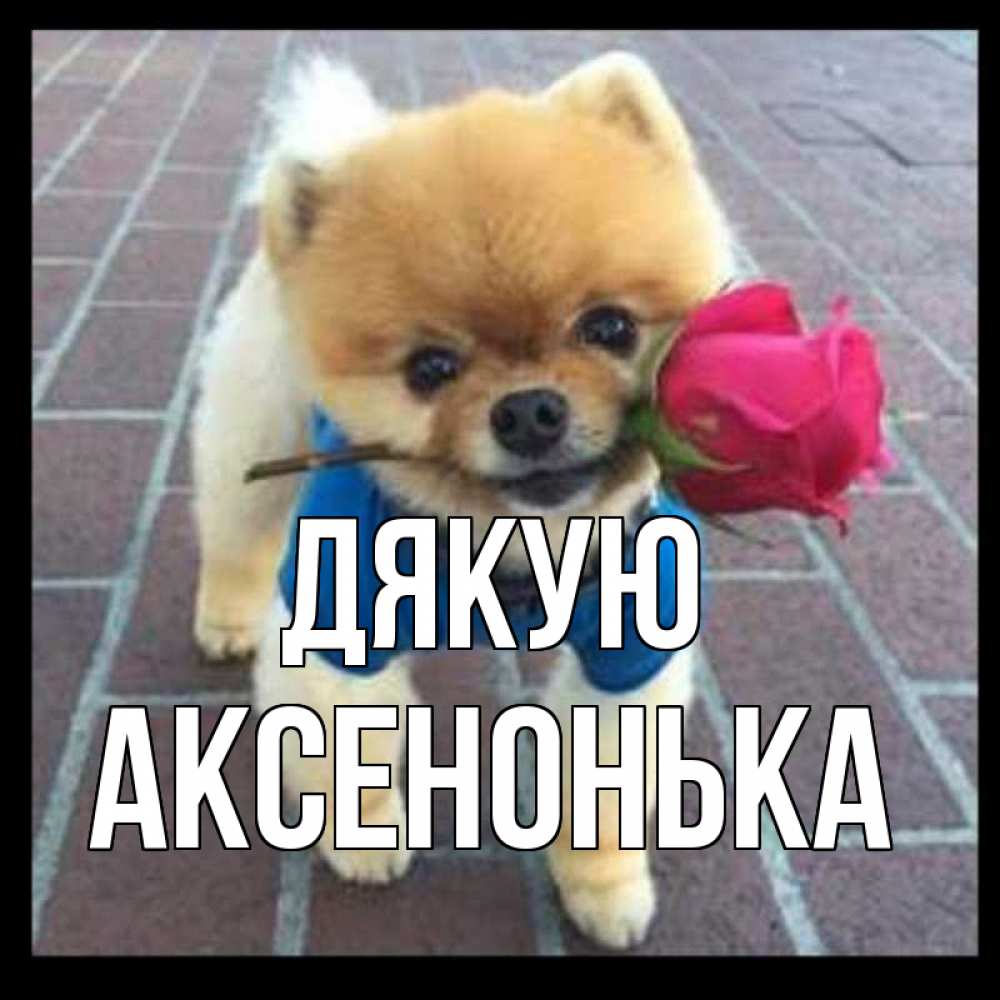 Открытка на каждый день з підписом, Аксенонька Дякую спасибо и дарю тебе цветок Прикольна листівка з побажанням онлайн скачати безкоштовно 