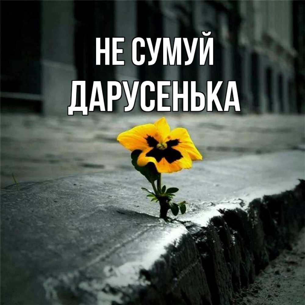 Открытка на каждый день з підписом, Дарусенька Не сумуй не сдавайся Прикольна листівка з побажанням онлайн скачати безкоштовно 