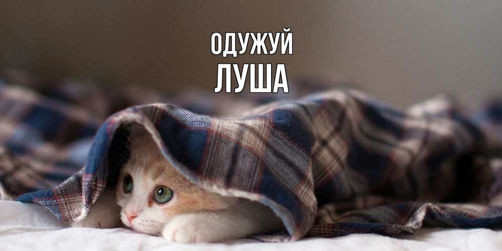 Открытка на каждый день з підписом, Луша Одужуй не болейте с котиком Прикольна листівка з побажанням онлайн скачати безкоштовно 