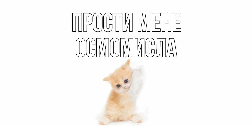 Открытка на каждый день з підписом, Осмомисла Прости мене кот Прикольна листівка з побажанням онлайн скачати безкоштовно 