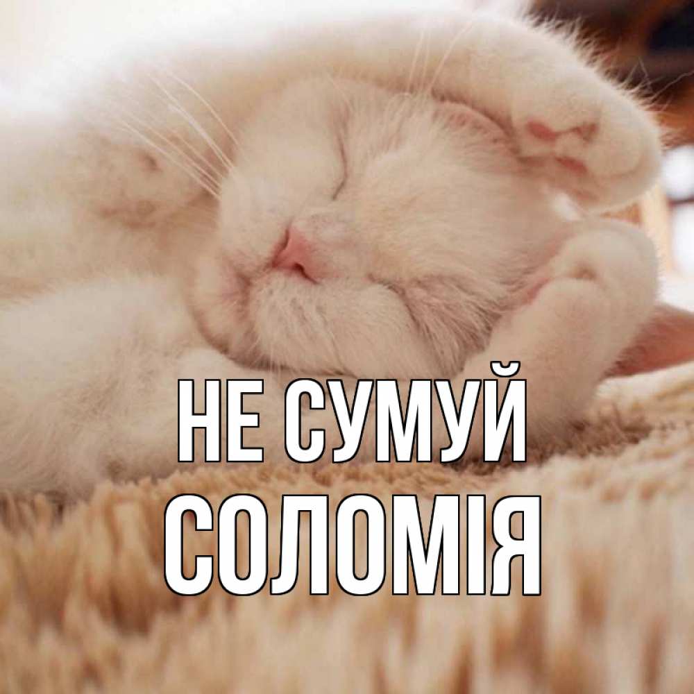 Открытка на каждый день з підписом, Соломія Не сумуй белый кот Прикольна листівка з побажанням онлайн скачати безкоштовно 