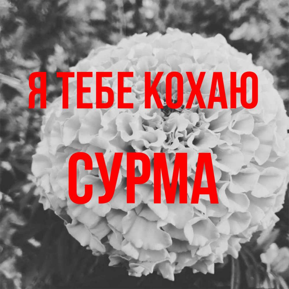 Открытка на каждый день з підписом, Сурма Я тебе кохаю подпись Прикольна листівка з побажанням онлайн скачати безкоштовно 