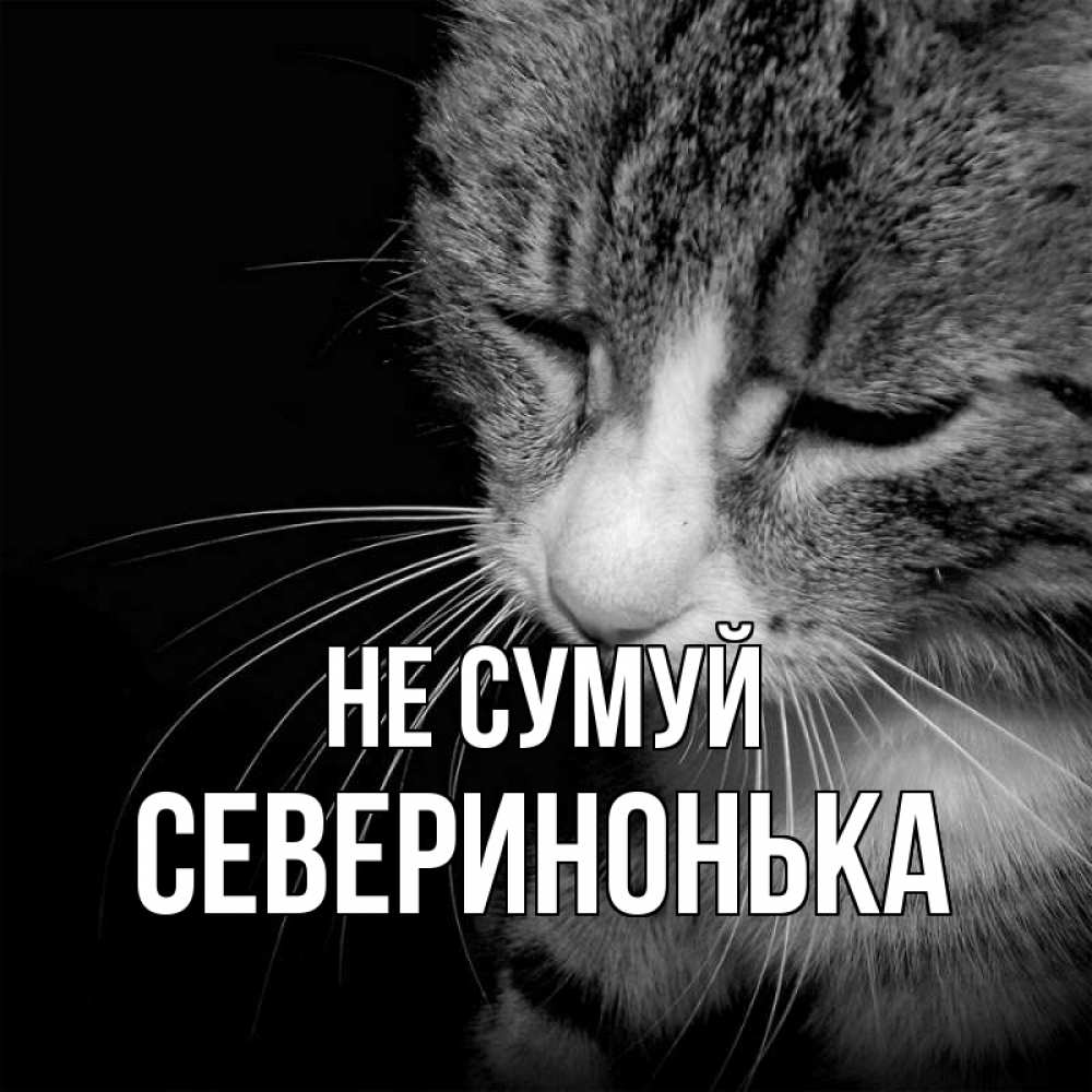 Открытка на каждый день з підписом, Северинонька Не сумуй грустный котик Прикольна листівка з побажанням онлайн скачати безкоштовно 