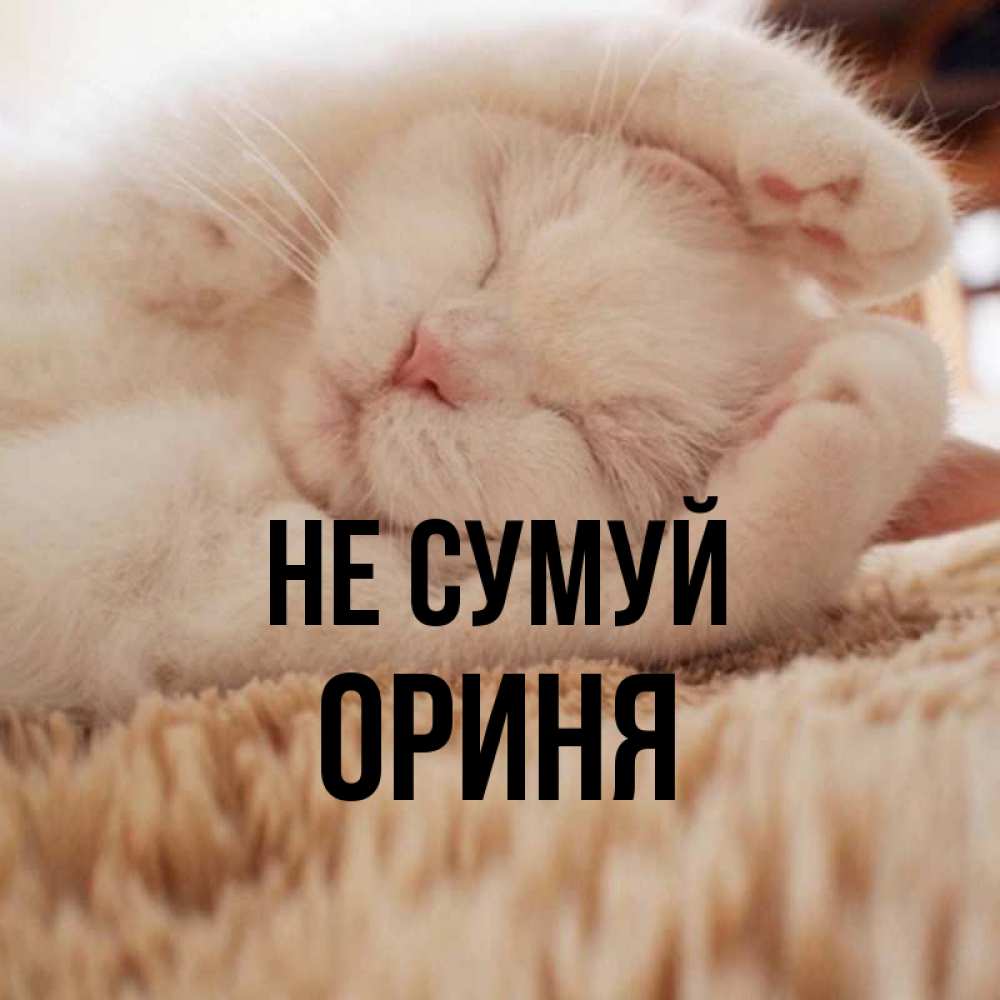 Открытка на каждый день з підписом, Ориня Не сумуй Котенок спит Прикольна листівка з побажанням онлайн скачати безкоштовно 