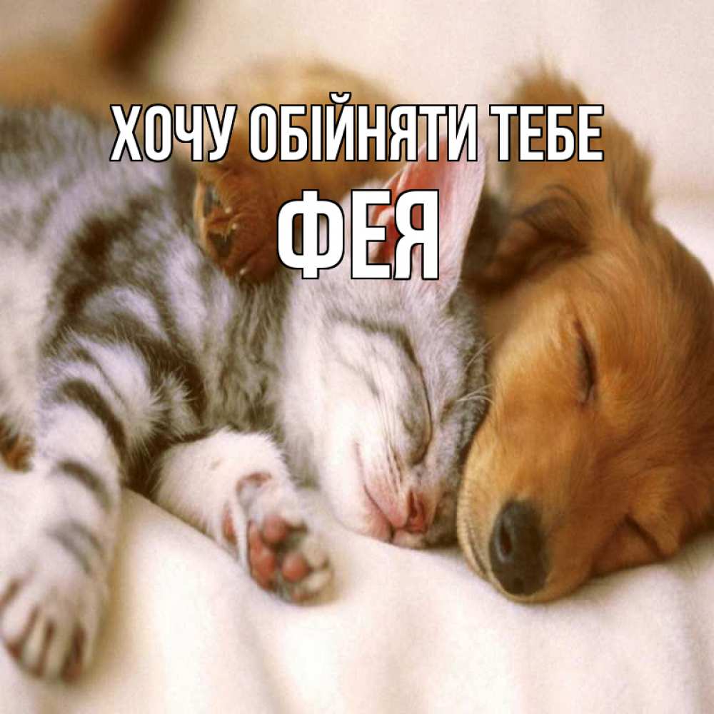 Открытка на каждый день з підписом, Фея Хочу обійняти тебе пес и котенок Прикольна листівка з побажанням онлайн скачати безкоштовно 