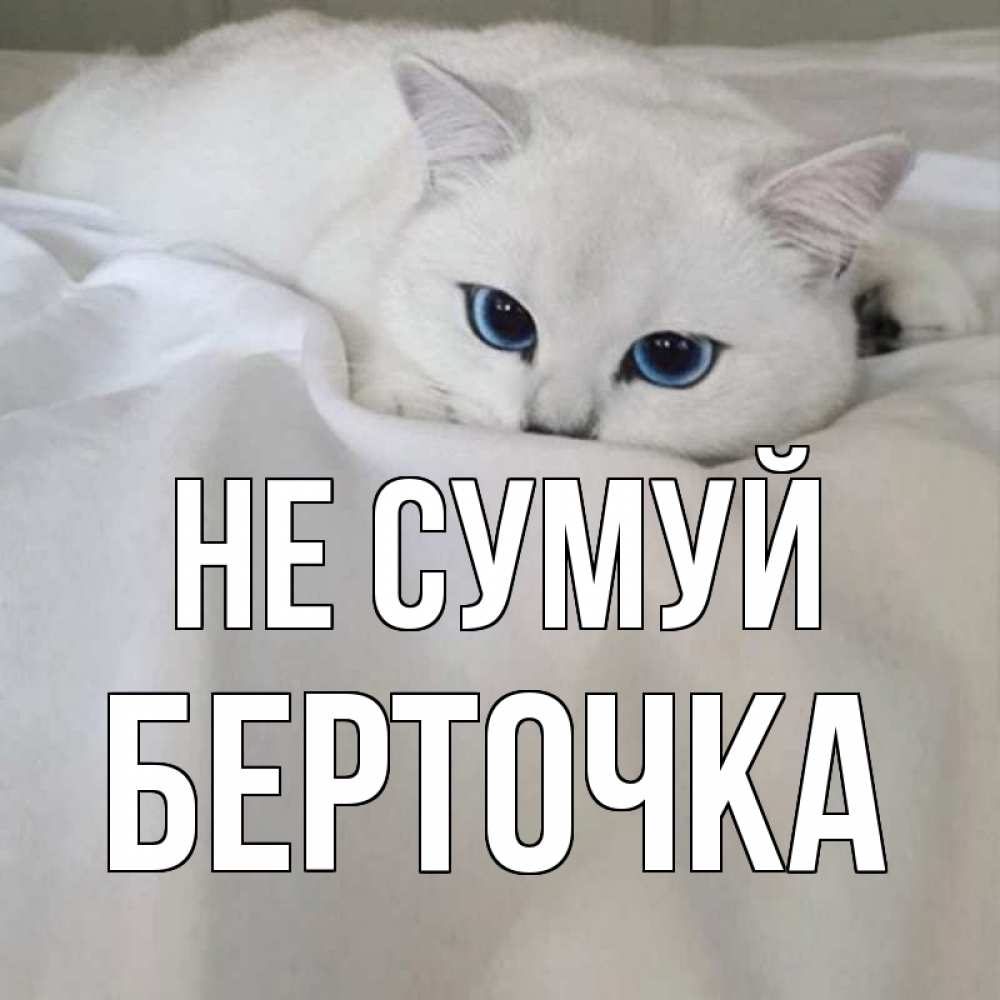 Открытка на каждый день з підписом, Берточка Не сумуй белый кот с голубыми глазами на белоснежной кровати Прикольна листівка з побажанням онлайн скачати безкоштовно 