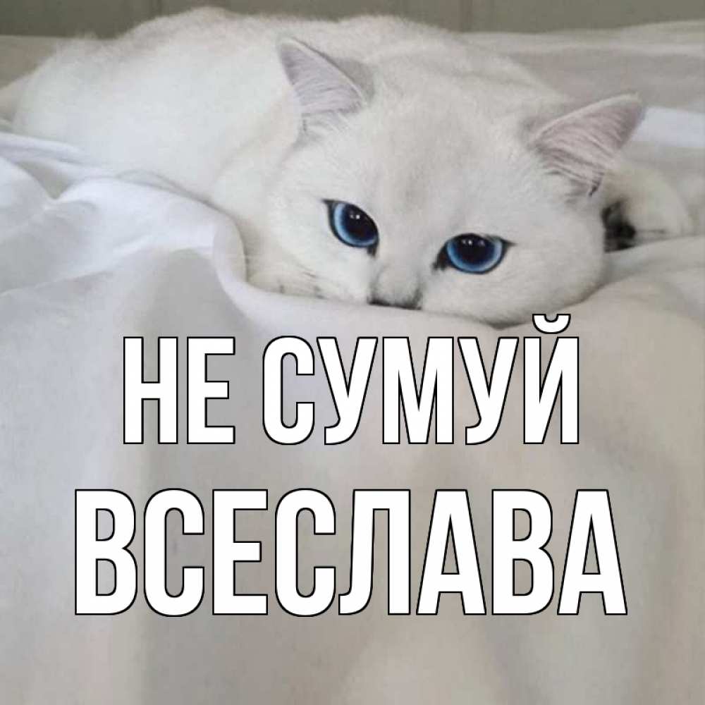 Открытка на каждый день з підписом, Всеслава Не сумуй белый кот с голубыми глазами на белоснежной кровати Прикольна листівка з побажанням онлайн скачати безкоштовно 