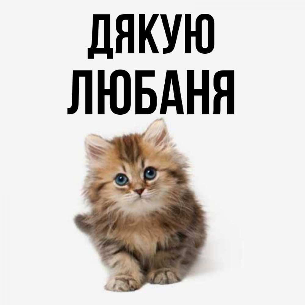 Открытка на каждый день з підписом, Любаня Дякую пушистый котик Прикольна листівка з побажанням онлайн скачати безкоштовно 