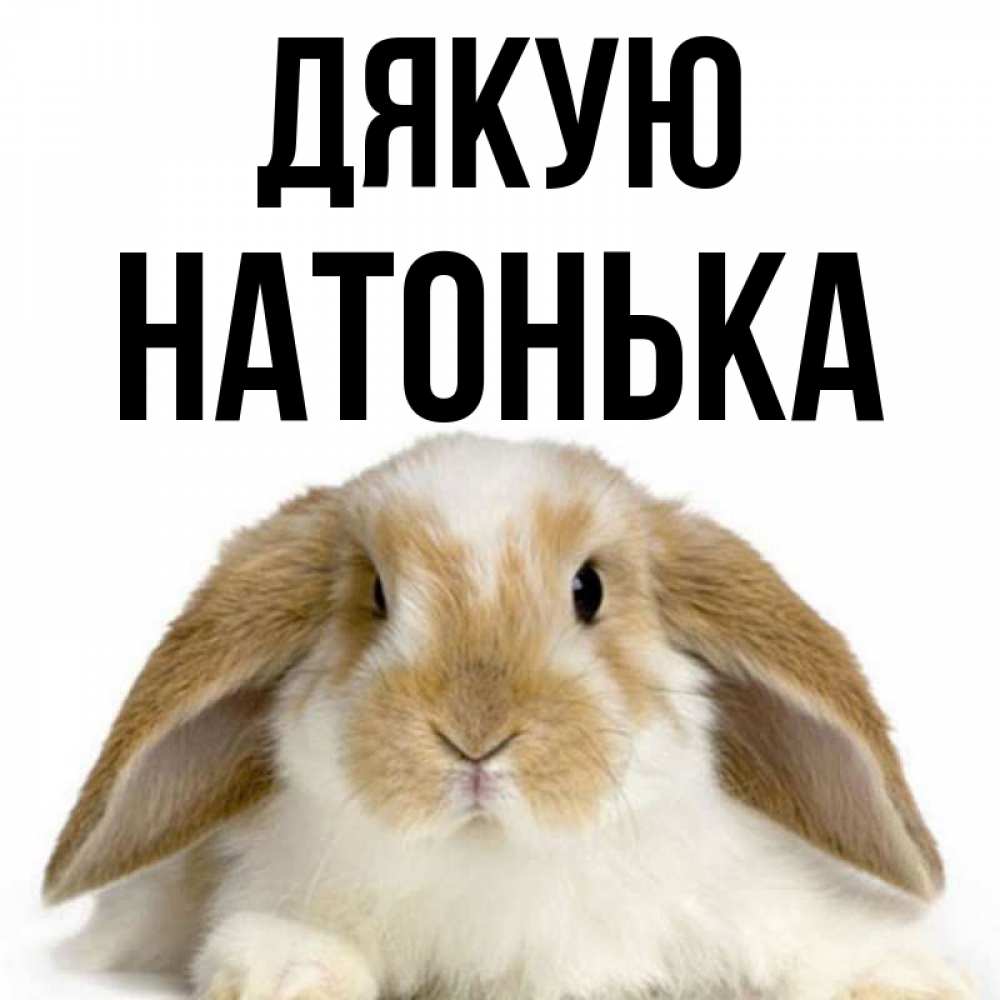 Открытка на каждый день з підписом, Натонька Дякую коричнево белый заяц Прикольна листівка з побажанням онлайн скачати безкоштовно 
