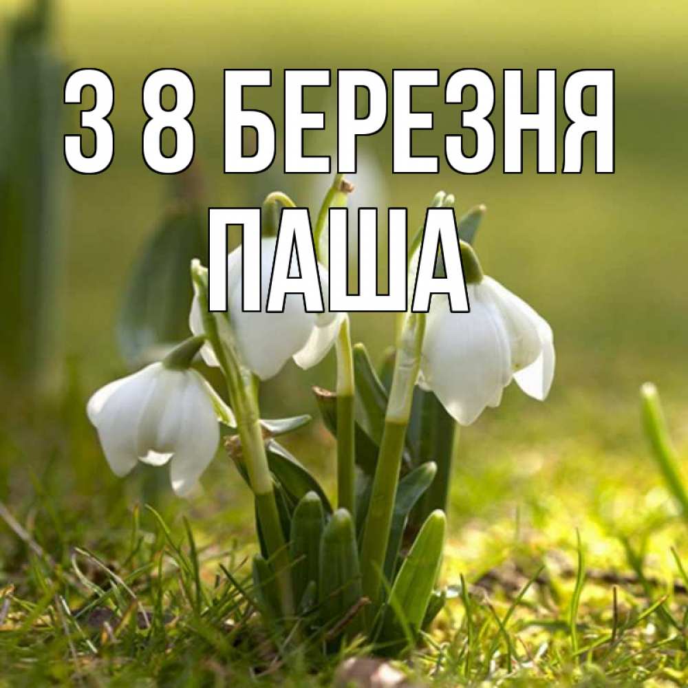Открытка на каждый день з підписом, Паша З 8 БЕРЕЗНЯ ранние цветы 2 Прикольна листівка з побажанням онлайн скачати безкоштовно 