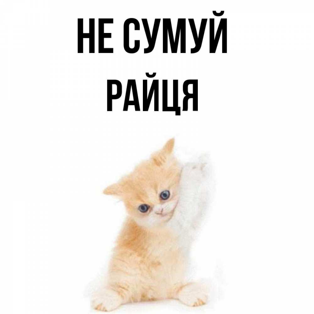 Открытка на каждый день з підписом, Райця Не сумуй просящий кот Прикольна листівка з побажанням онлайн скачати безкоштовно 