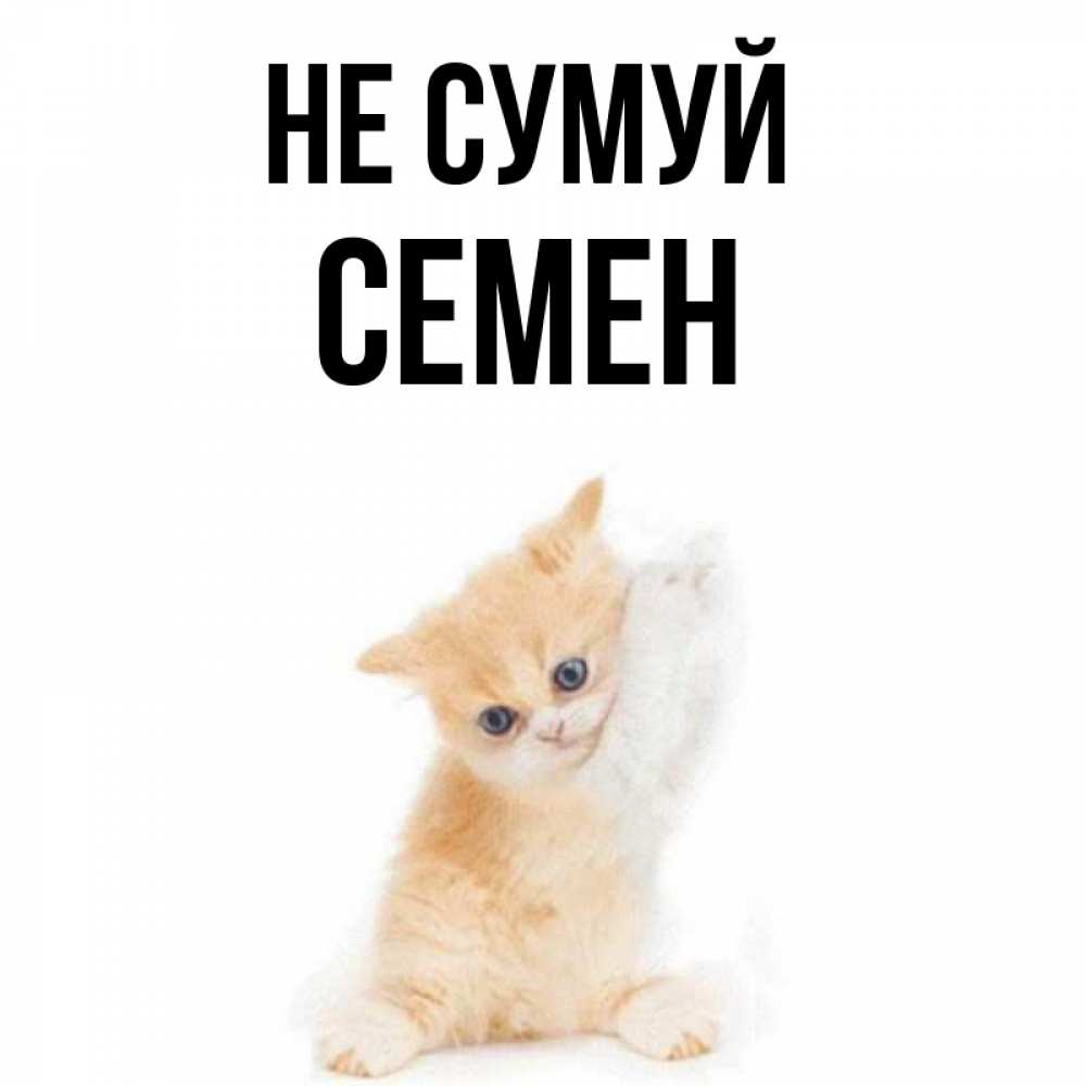 Открытка на каждый день з підписом, Семен Не сумуй просящий кот Прикольна листівка з побажанням онлайн скачати безкоштовно 