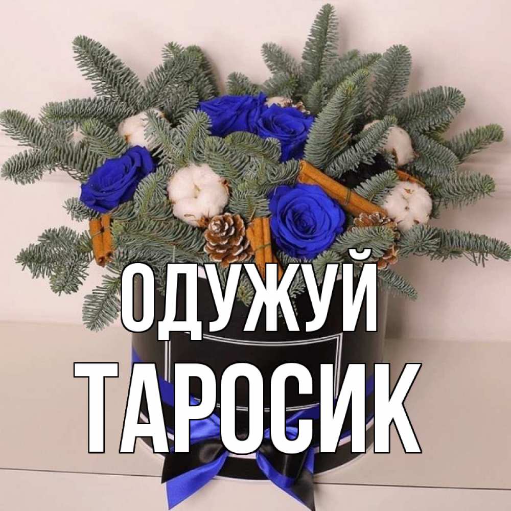 Открытка на каждый день з підписом, Таросик Одужуй короче кто то загрузил эти шишки Прикольна листівка з побажанням онлайн скачати безкоштовно 