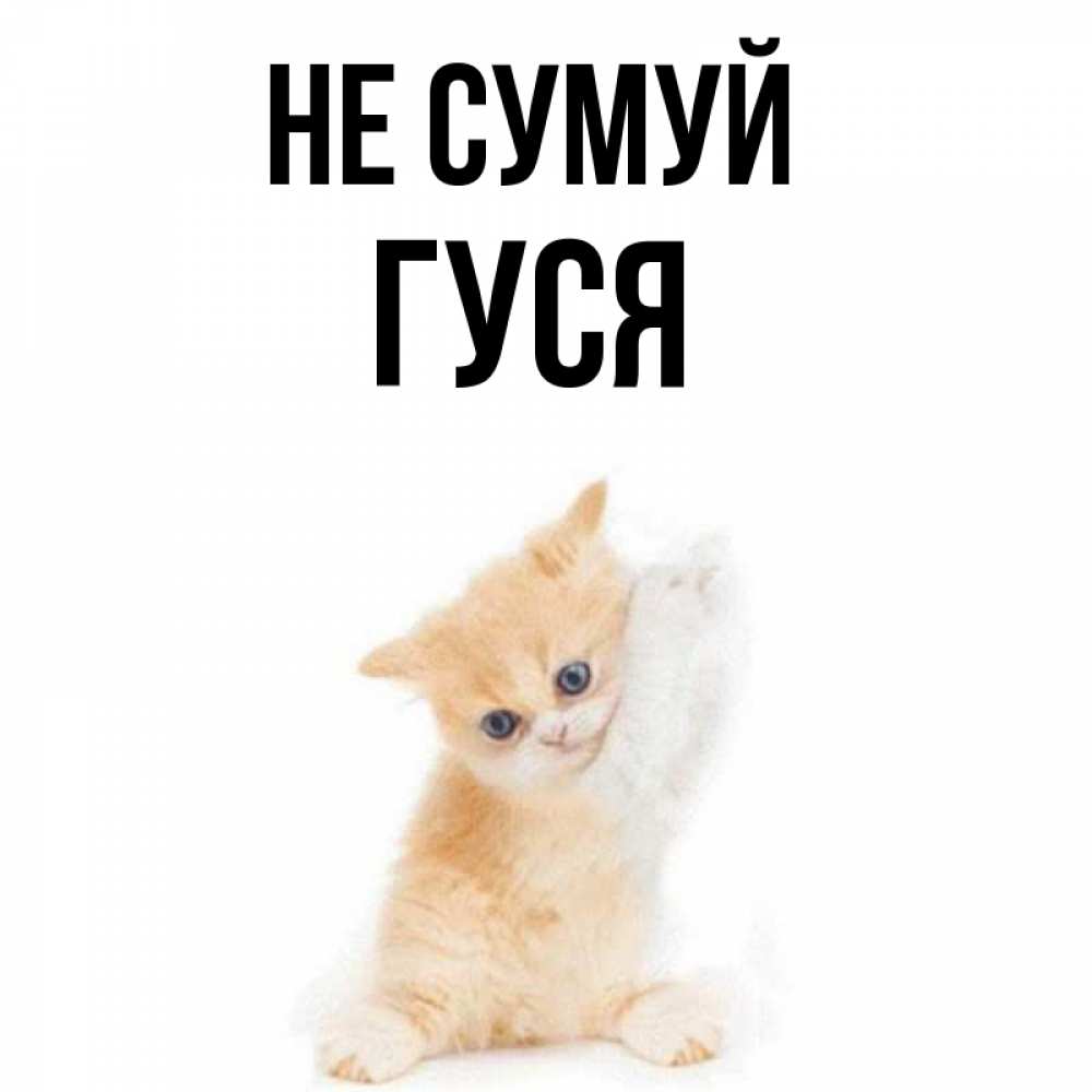 Открытка на каждый день з підписом, Гуся Не сумуй просящий кот Прикольна листівка з побажанням онлайн скачати безкоштовно 