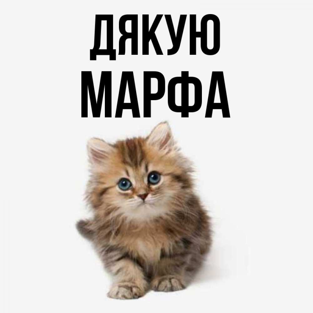 Открытка на каждый день з підписом, Марфа Дякую пушистый котик Прикольна листівка з побажанням онлайн скачати безкоштовно 