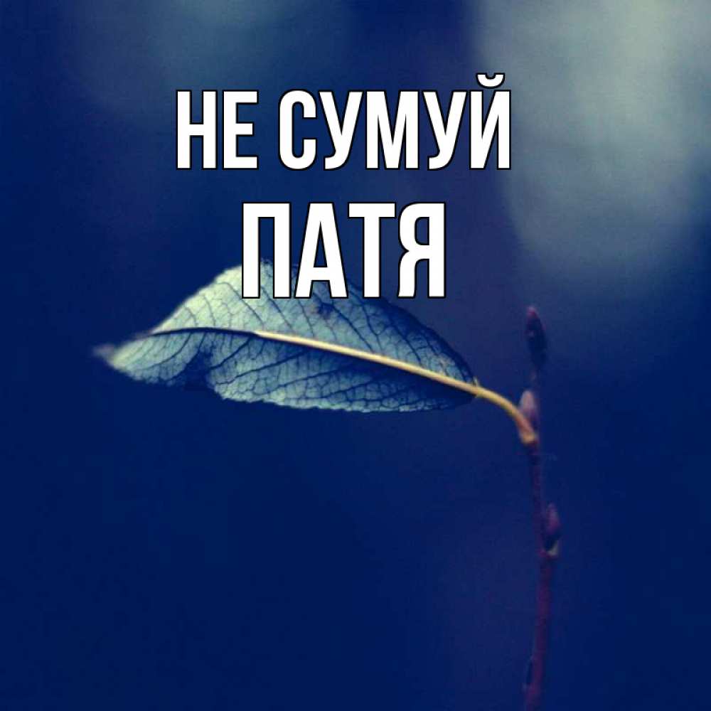 Открытка на каждый день з підписом, Патя Не сумуй растение Прикольна листівка з побажанням онлайн скачати безкоштовно 